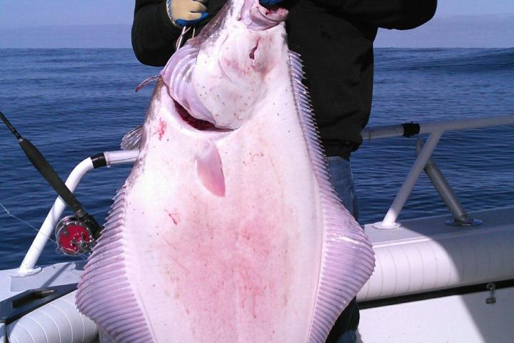 a person holding a fish in the water