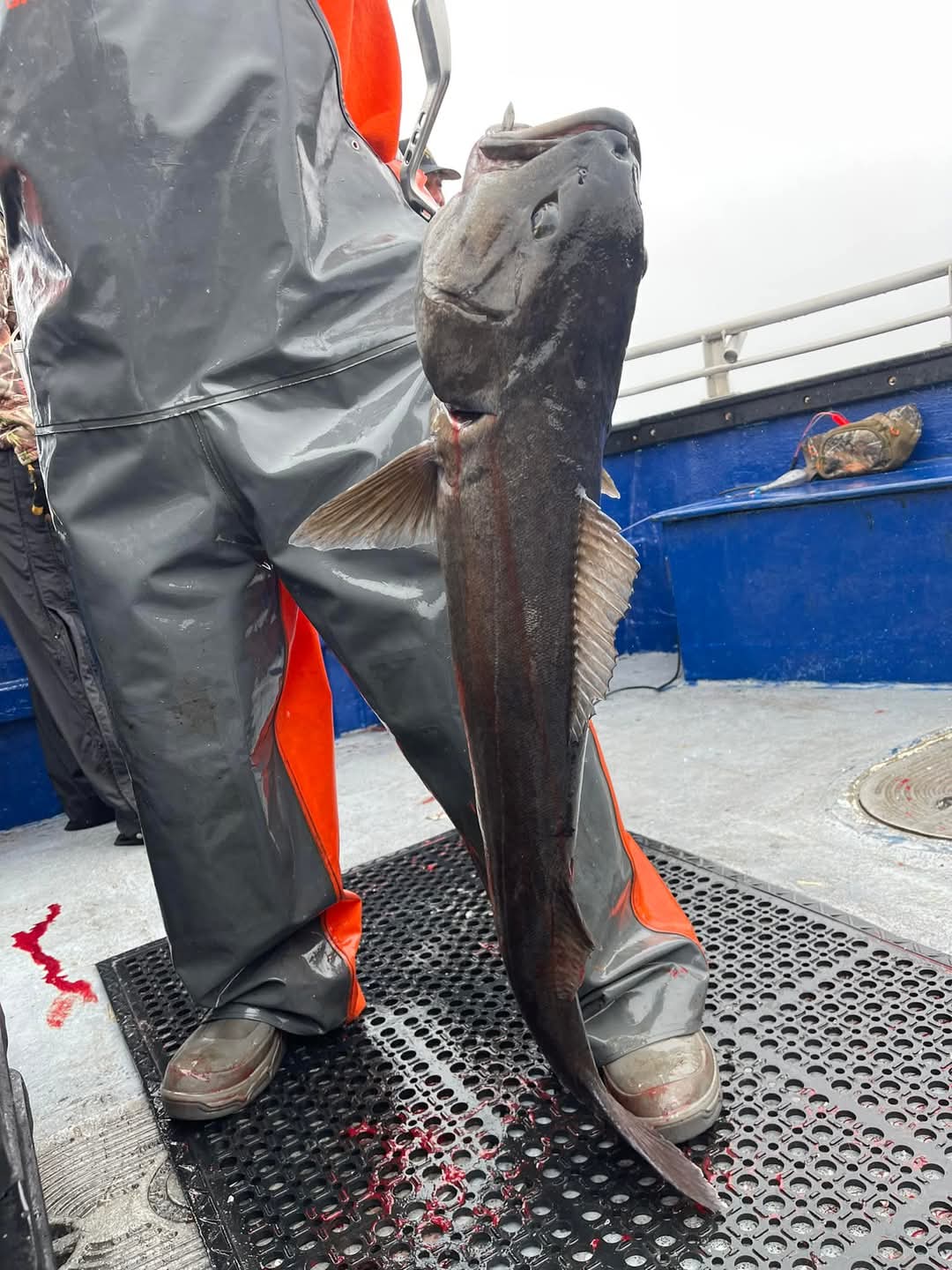 black cod catch a person holding a black cod