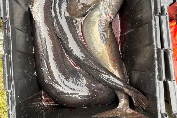 bin full of black cod