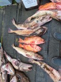 Various fish laid out on a surface near a sign and person's shoes.